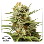 DUTCH PASSION - AUTO WHITE WIDOW FEM