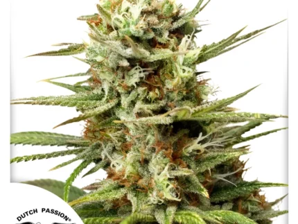 DUTCH PASSION - AUTO WHITE WIDOW FEM