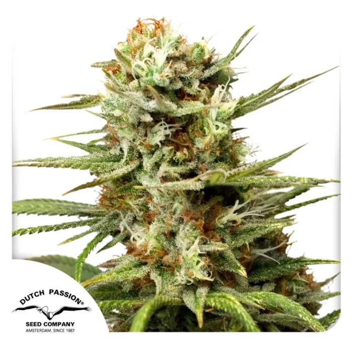 DUTCH PASSION - AUTO WHITE WIDOW FEM – Image 1