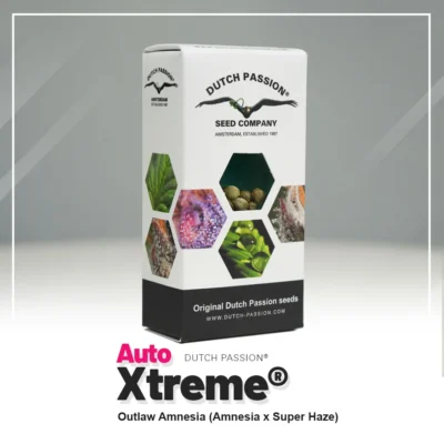 NIEDERLÄNDISCHE LEIDENSCHAFT - AUTO XTREME FEM – Bild 2