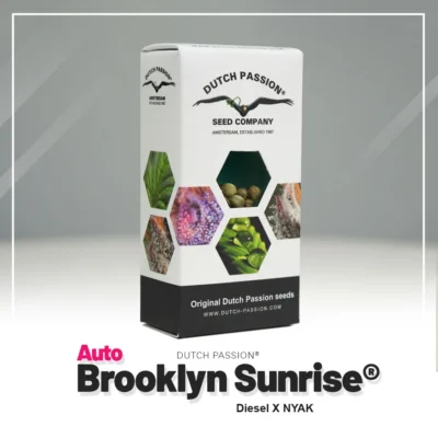 DUTCH PASSION - AUTO BROOKLYN SUNRISE® FEM | 7 SEMI Disponibili fino ad esaurimento scorte - immagine 2