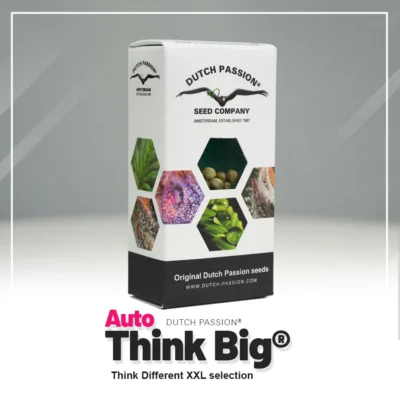 DUTCH PASSION - AUTO THINK BIG® FEM – Image 2