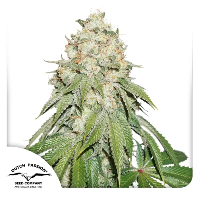 DUTCH PASSION - BANANA BLAZE FEM - immagine 1