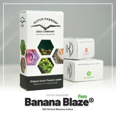 DUTCH PASSION - BANANA BLAZE FEM - immagine 2