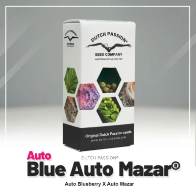 HOLLÄNDISCHE LEIDENSCHAFT - BLAU AUTO MAZAR FEM – Bild 2