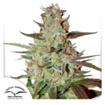 DUTCH PASSION - BLUE AUTO MAZAR FEM