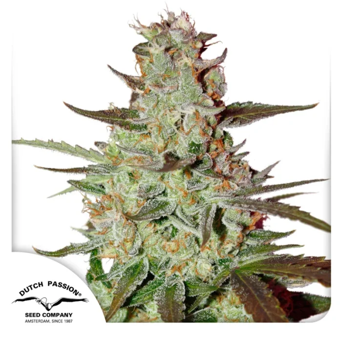 DUTCH PASSION - BLUE AUTO MAZAR FEM - immagine 1