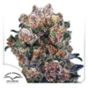 Blueberry- Dutch Passion - Budream