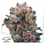DUTCH PASSION - BLUEBERRY FEM