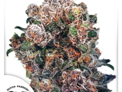 Blueberry- Dutch Passion - Budream