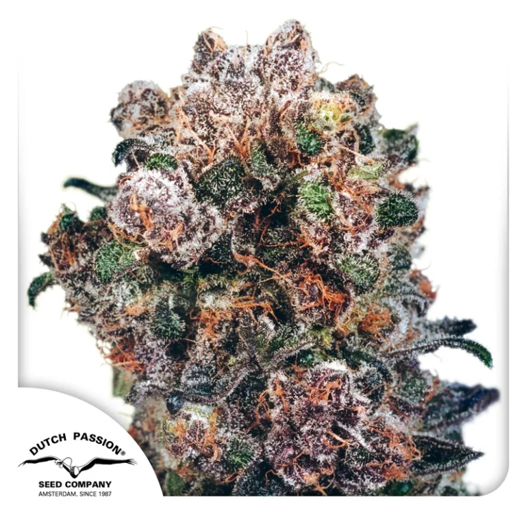Orange Bud - Dutch Passion - Budream