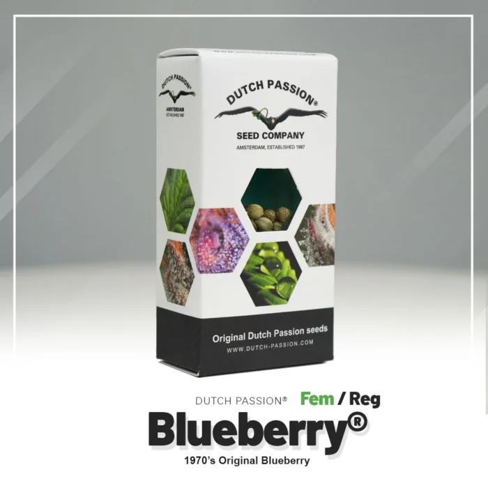 DUTCH PASSION - BLUEBERRY FEM – Image 2