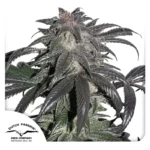 DUTCH PASSION - BUBBA ISLAND KUSH FEM Verfügbar solange der Vorrat reicht