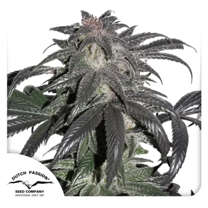 DUTCH PASSION - BUBBA ISLAND KUSH FEM Disponible hasta fin de existencias