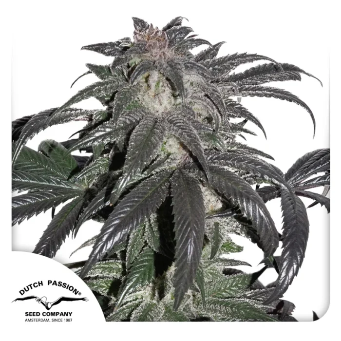 DUTCH PASSION - BUBBA ISLAND KUSH FEM Verfügbar solange der Vorrat reicht – Bild 1
