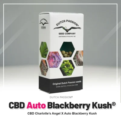 DUTCH PASSION - CBD AUTO BLACKBERRY KUSH® FEM - Image 2