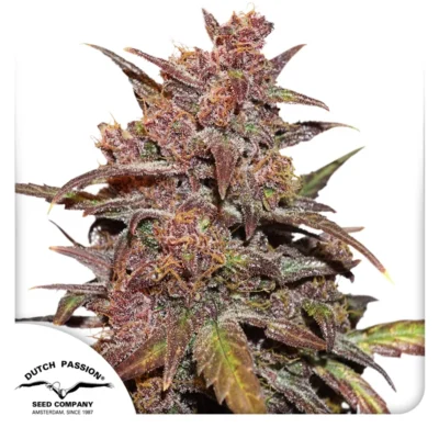 DUTCH PASSION - CBD AUTO BLACKBERRY KUSH® FEM - immagine 1
