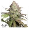 Auto-Charlottes-Angel-Dutch-Passion