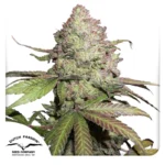 DUTCH PASSION - CBD AUTO CHARLOTTE'S ANGEL® FEM