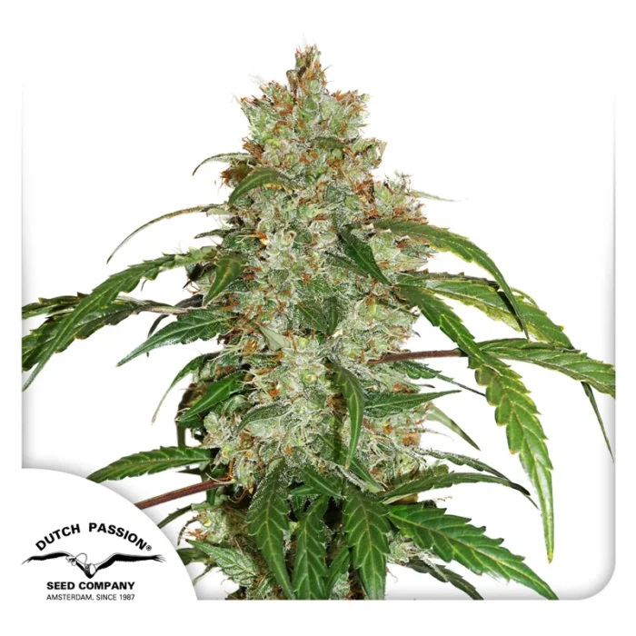 DUTCH PASSION - CBD AUTO WHITE WIDOW FEM - immagine 1