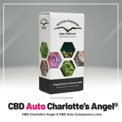 HOLLÄNDISCHE LEIDENSCHAFT - CBD AUTO CHARLOTTE'S ANGEL® FEM – Bild 2