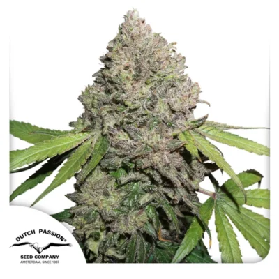 DUTCH PASSION - CBD CHARLOTTE'S ANGEL FEM - Image 2