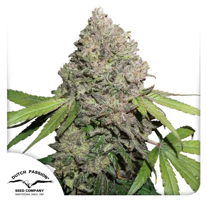 DUTCH PASSION - CBD CHARLOTTE'S ANGEL FEM - immagine 1