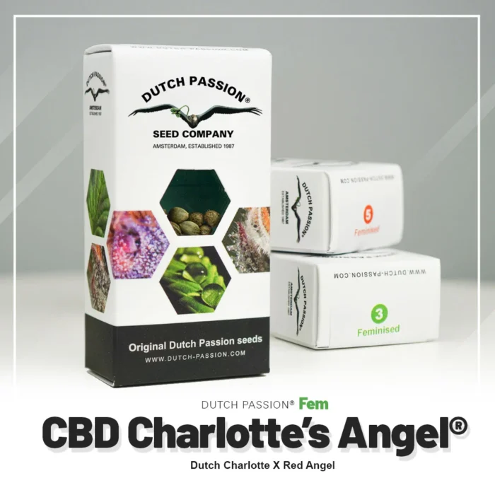 DUTCH PASSION - CBD CHARLOTTE'S ANGEL FEM - immagine 2