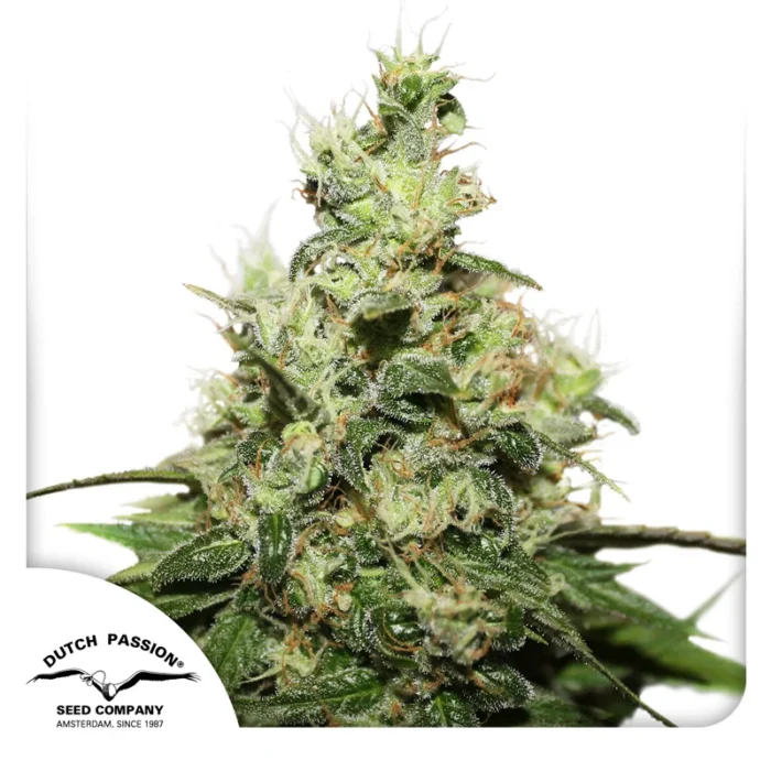 DUTCH PASSION - CBD KUSH FEM - immagine 1