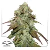 CBD-Mazar-Dutch-Passion - Budream