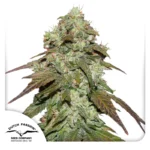 DUTCH PASSION - CBD MAZAR FEM