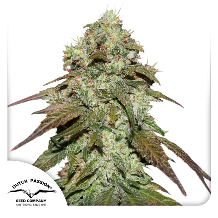 DUTCH PASSION - CBD MAZAR FEM - Imagen 1