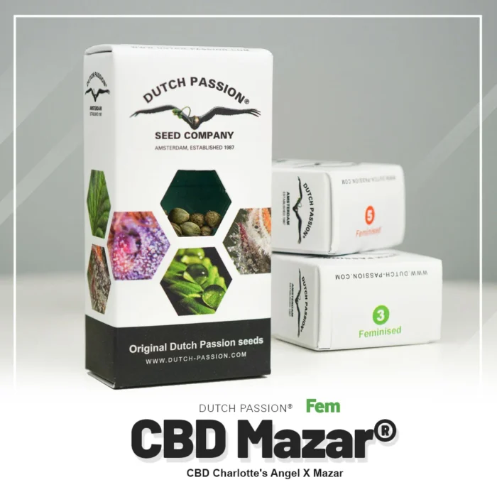 DUTCH PASSION - CBD MAZAR FEM - Imagen 2