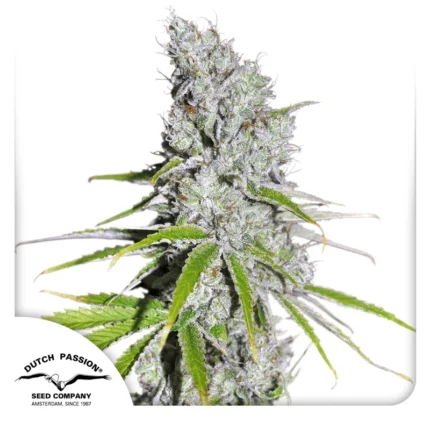 DUTCH PASSION - CBD SKUNK HAZE FEM