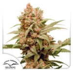 DUTCH PASSION - CBG-FORCE FEM