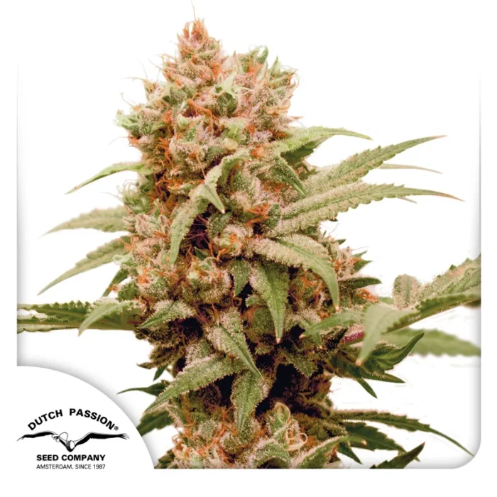 DUTCH PASSION - CBG-FORCE FEM - Imagen 1