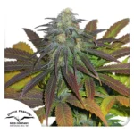 DUTCH PASSION - NARANJA CALIFORNIANA FEM