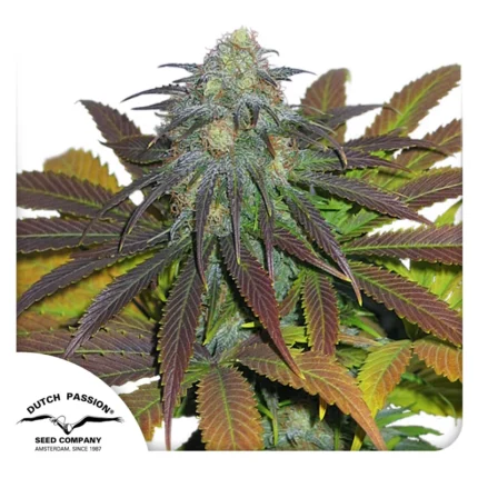 DUTCH PASSION - NARANJA CALIFORNIANA FEM