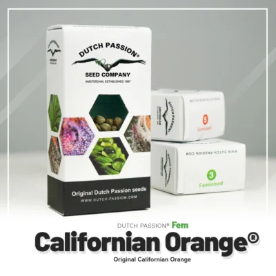 DUTCH PASSION - CALIFORNIAN ORANGE FEM – Image 2