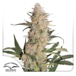 DUTCH PASSION - CRITICAL ORANGE PUNCH FEM