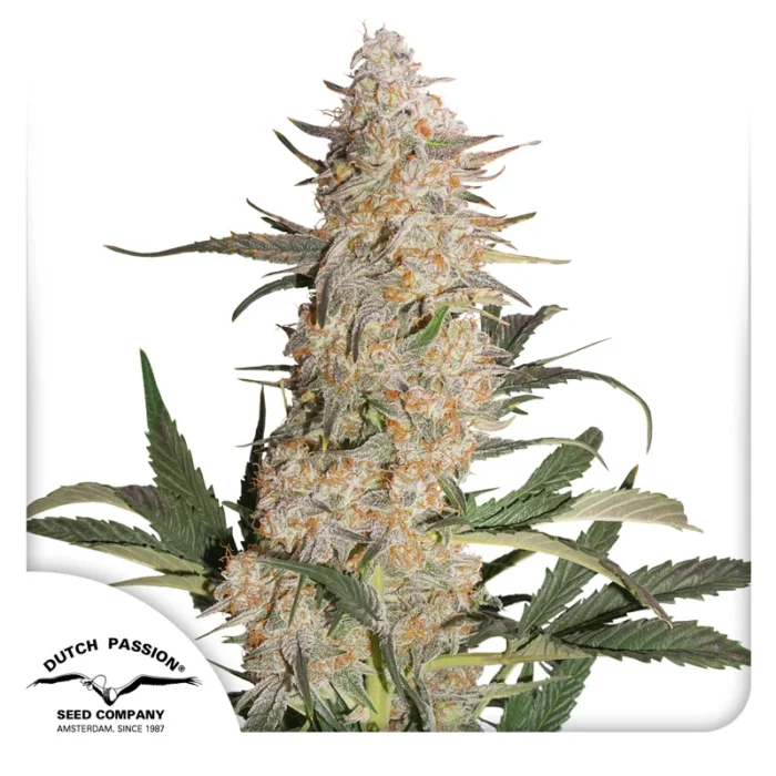 DUTCH PASSION - CRITICAL ORANGE PUNCH FEM - Imagen 1