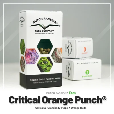 DUTCH PASSION - CRITICAL ORANGE PUNCH FEM - immagine 2