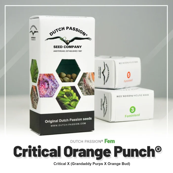 DUTCH PASSION - CRITICAL ORANGE PUNCH FEM - Imagen 2