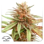 DUTCH PASSION - DURBAN DEW
