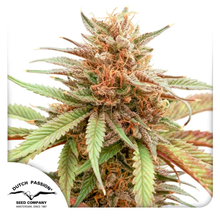 DUTCH PASSION - DURBAN DEW - immagine 1