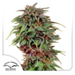 DUTCH PASSION - VENENO DE DURBAN FEM