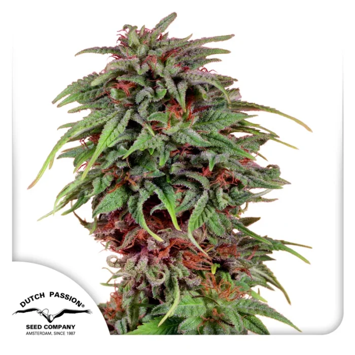 DUTCH PASSION - VENENO DE DURBAN FEM - Imagen 1