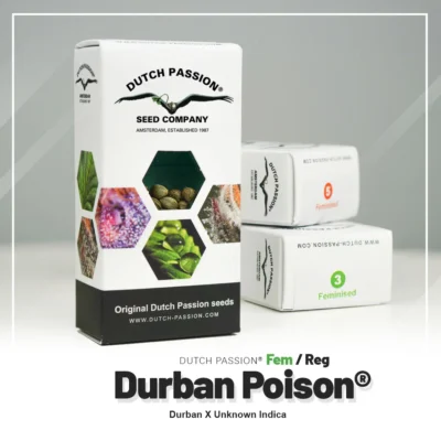 DUTCH PASSION - DURBAN POISON FEM – Image 2