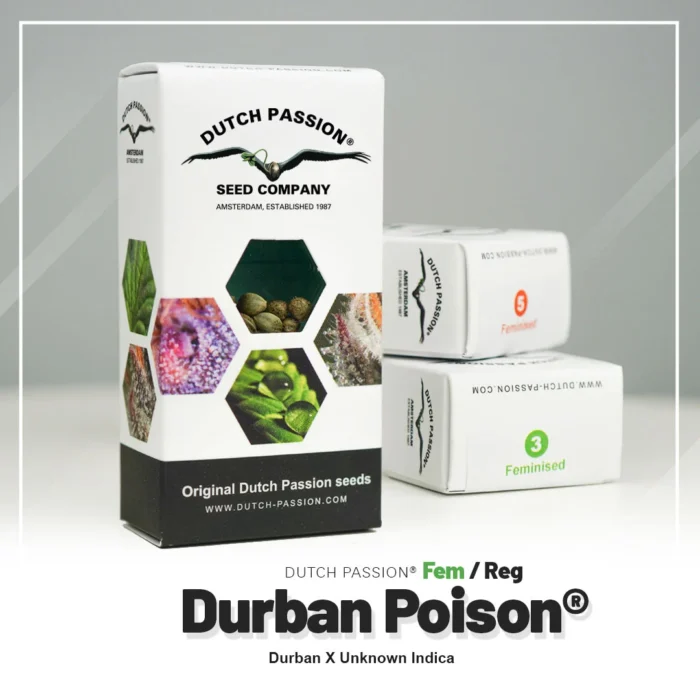 DUTCH PASSION - VENENO DE DURBAN FEM - Imagen 2