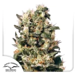 DUTCH PASSION - EUFORIA FEM